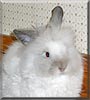 Bella the Lionhead, Lop Rabbit