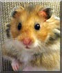 Titus the Syrian Hamster