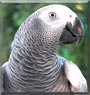 Jazz the African Grey Parrot