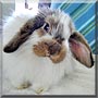Harry bear the Fuzzylop Rabbit