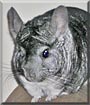 Chinnie the Chinchilla