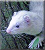 Molly the Ferret