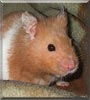 Bandit the Syrian Hamster