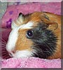 Roary the Guinea Pig
