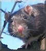 Burton the Black hooded rat