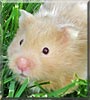 Hamtaro the Teddy Bear Hamster