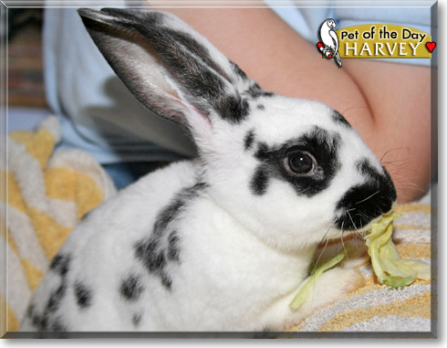 Harvey, the Pet of the Day