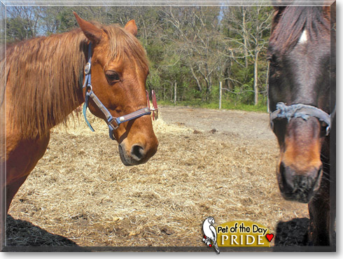 Pride, the Pet of the Day Pride, the Pet of the Day