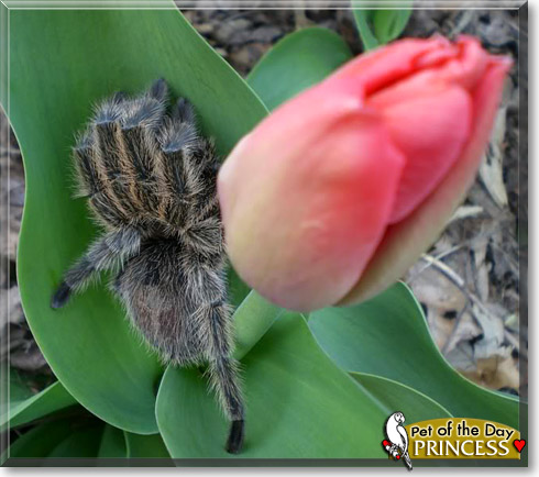 Princess, the Pet of the Day