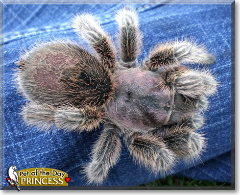 Princess, the Pet of the Day