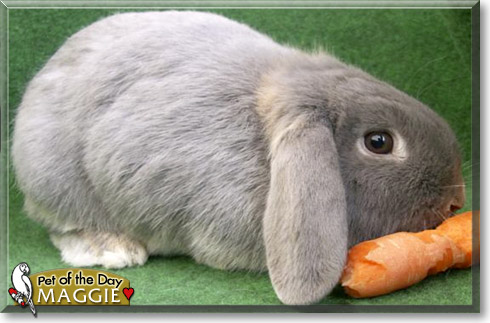 Maggie, the Pet of the Day Maggie, the Pet of the Day