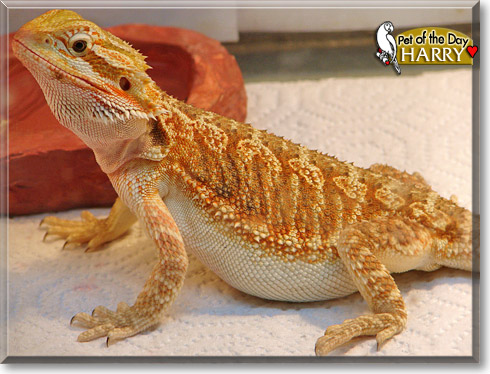 Harry, the Pet of the Day