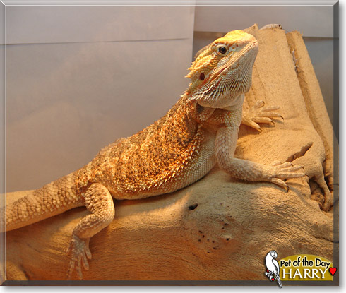 Harry, the Pet of the Day