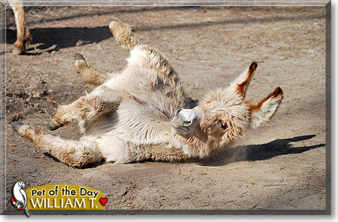William T., the Pet of the Day William T., the Pet of the Day
