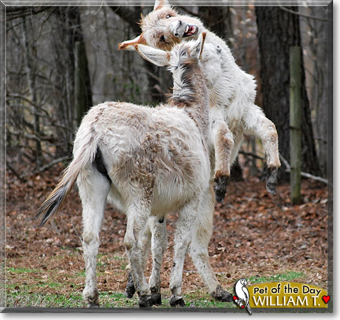 William T., the Pet of the Day William T., the Pet of the Day