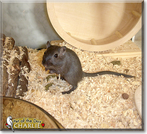 Charlie, the Pet of the Day