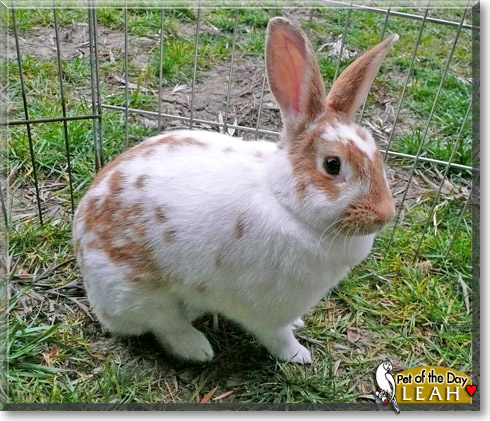 Leah, the Pet of the Day Leah, the Pet of the Day