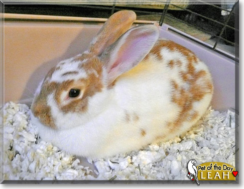Leah, the Pet of the Day
