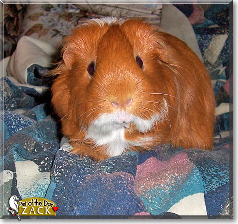 Zack, the Pet of the Day Zack, the Pet of the Day