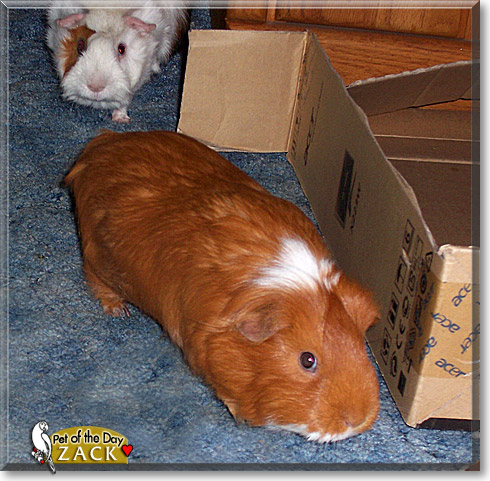 Zack, the Pet of the Day Zack, the Pet of the Day