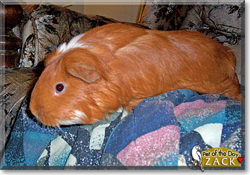 Zack, the Pet of the Day Zack, the Pet of the Day