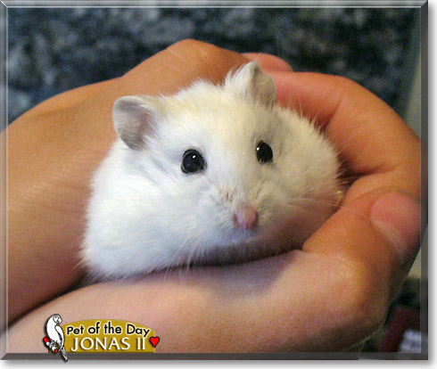Jonas II, the Pet of the Day Jonas II, the Pet of the Day