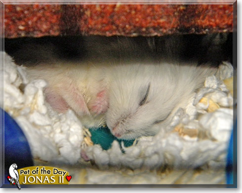 Jonas II, the Pet of the Day Jonas II, the Pet of the Day