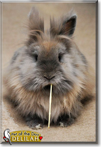 Delilah, the Pet of the Day Delilah, the Pet of the Day