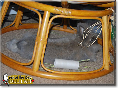 Delilah, the Pet of the Day Delilah, the Pet of the Day