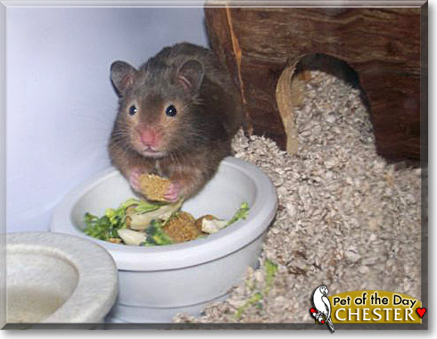 Chester, the Pet of the Day Chester, the Pet of the Day