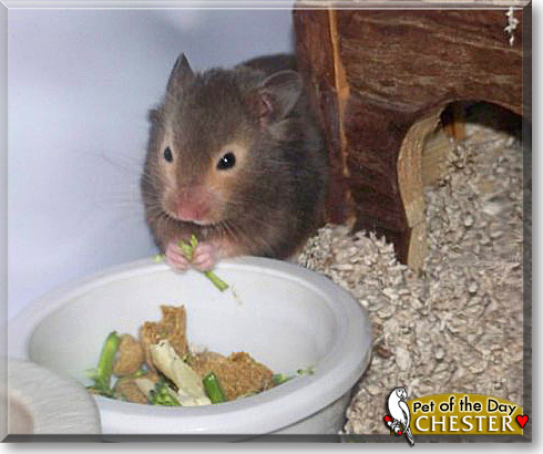 Chester, the Pet of the Day Chester, the Pet of the Day