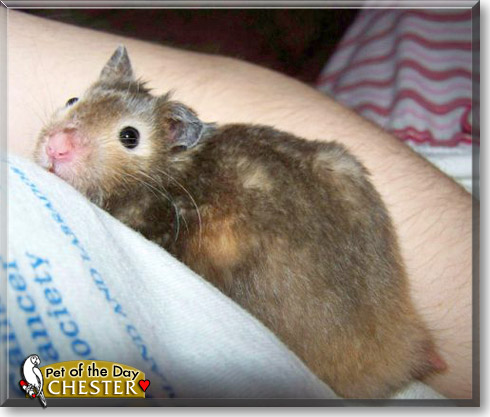 Chester, the Pet of the Day Chester, the Pet of the Day