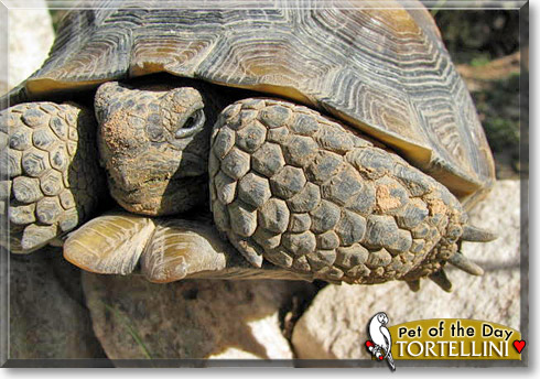 Tortellini, the Pet of the Day Tortellini, the Pet of the Day