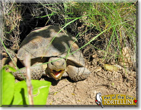 Tortellini, the Pet of the Day Tortellini, the Pet of the Day
