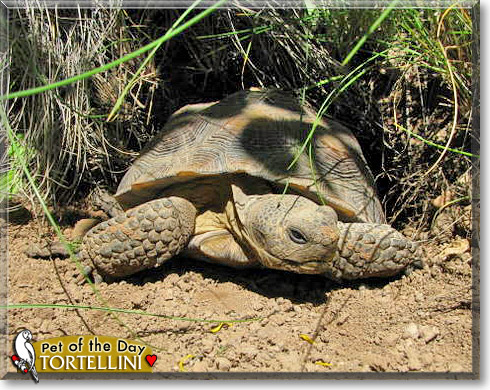 Tortellini, the Pet of the Day Tortellini, the Pet of the Day