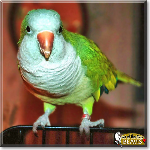 Beavis, the Pet of the Day Beavis, the Pet of the Day
