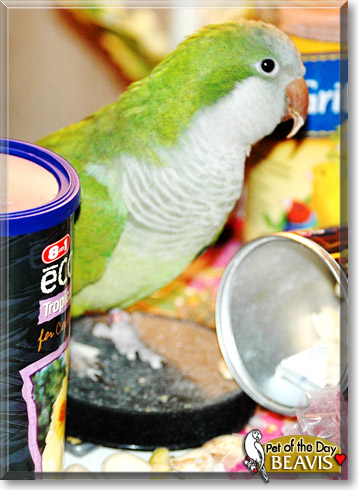 Beavis, the Pet of the Day Beavis, the Pet of the Day