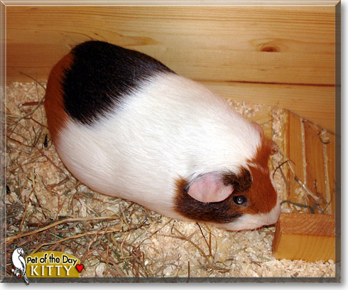 Kitty, the Pet of the Day Kitty, the Pet of the Day
