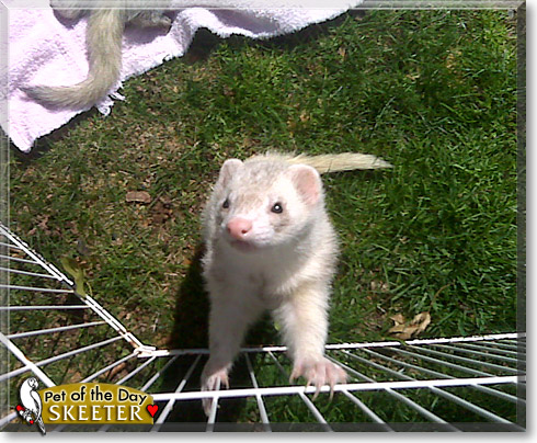 Skeeter, the Pet of the Day