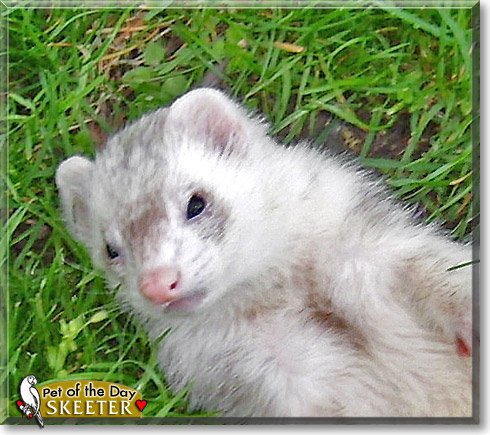 Skeeter, the Pet of the Day