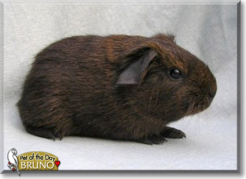 Bruno, the Pet of the Day Bruno, the Pet of the Day
