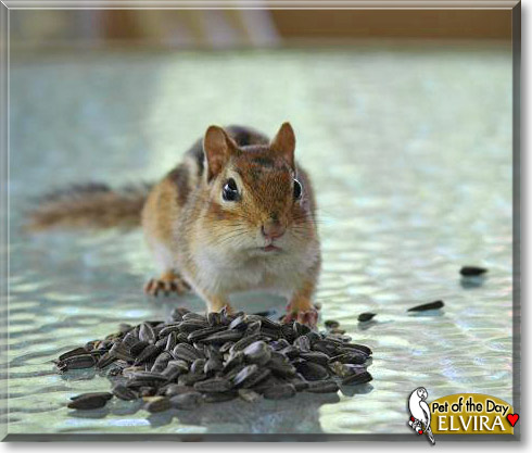 Elvira, the Pet of the Day Elvira, the Pet of the Day