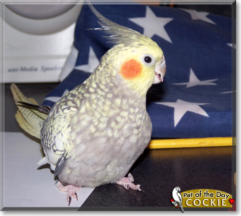 Cockie, the Pet of the Day Cockie, the Pet of the Day
