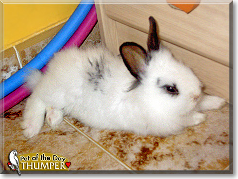 Thumper, the Pet of the Day Thumper, the Pet of the Day