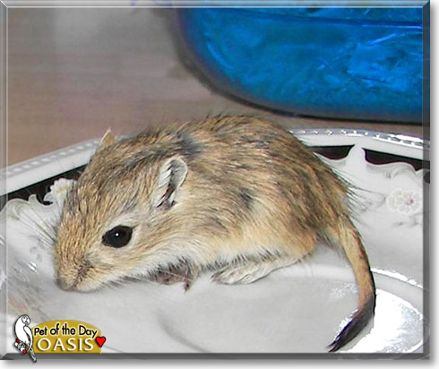 Oasis, the Pet of the Day Oasis, the Pet of the Day