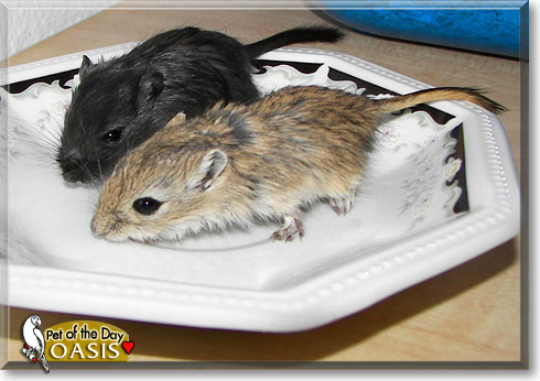 Oasis, the Pet of the Day Oasis, the Pet of the Day