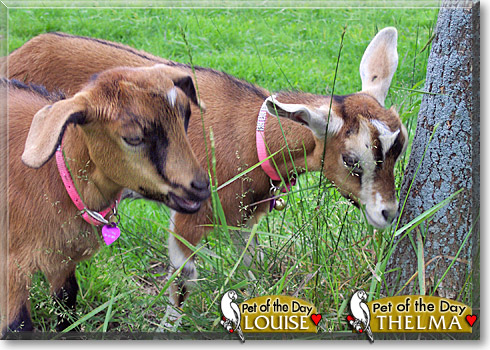 Thelma, Louise, the Pet of the Day