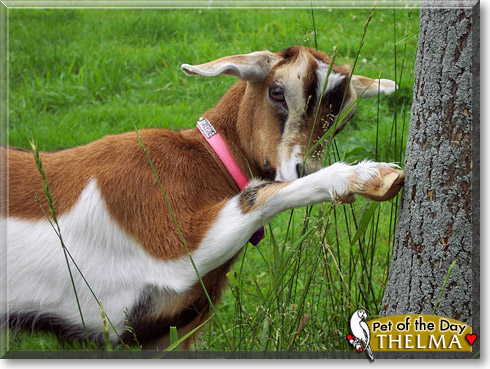 Thelma, Louise, the Pet of the Day