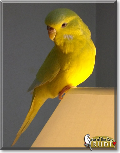 Rudi, the Pet of the Day Rudi, the Pet of the Day