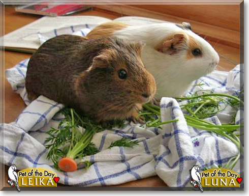 Leika, Luna, the Pet of the Day Leika, Luna, the Pet of the Day